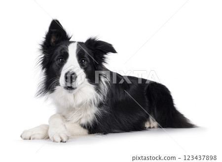 Border Collie dog on white background Border Collie dog on white background 123437898