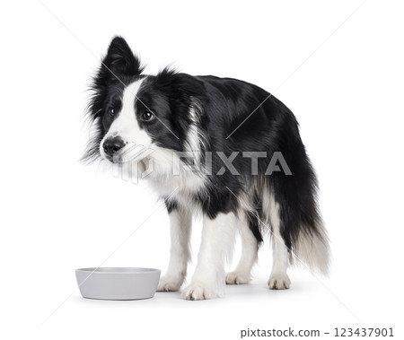 Border Collie dog on white background Border Collie dog on white background 123437901