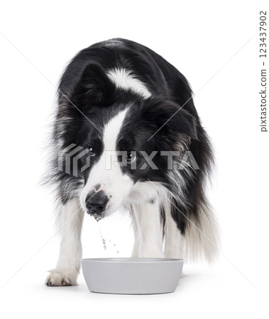 Border Collie dog on white background Border Collie dog on white background 123437902