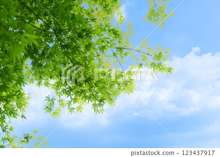 Fresh green in blue sky 123437917