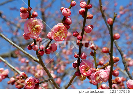 浪漫的茨城(初春的和煦陽光下,紅梅花香撲鼻而來)日本三大名園之一的水戶偕樂園 浪漫的茨城(初春的和煦陽光下,紅梅花香撲鼻而來)日本三大名園之一的水戶偕樂園 123437936