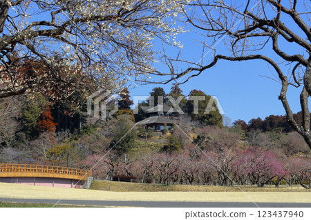 浪漫的茨城(昨天的寒冷季節已經結束,梅花開始綻放)日本三大名園之一的水戶偕樂園 浪漫的茨城(昨天的寒冷季節已經結束,梅花開始綻放)日本三大名園之一的水戶偕樂園 123437940