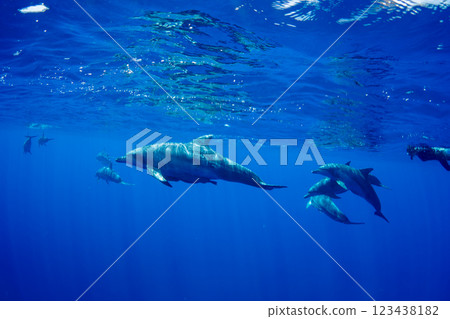 寬吻海豚，小笠原，東京 123438182