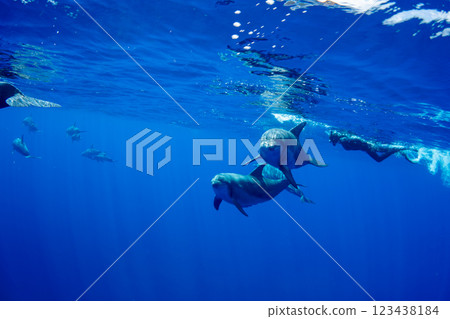 寬吻海豚，小笠原，東京 123438184