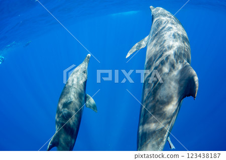 寬吻海豚，小笠原，東京 123438187