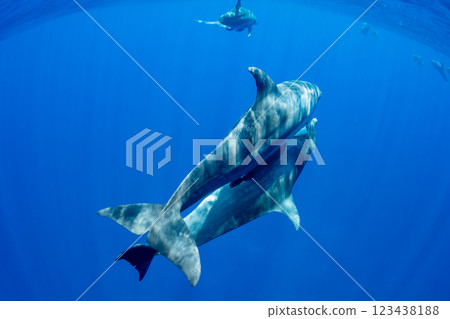 寬吻海豚,小笠原,東京 寬吻海豚,小笠原,東京 123438188