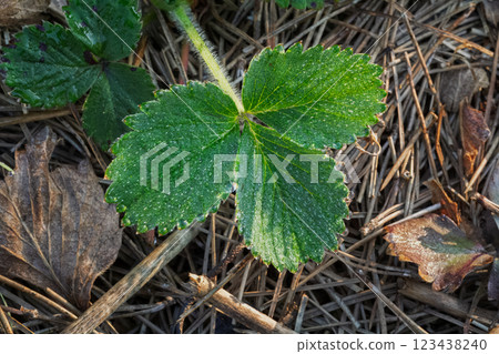 Top view of a strawberry leaves growing on the garden bed. Top view of a strawberry leaves growing on the garden bed. 123438240