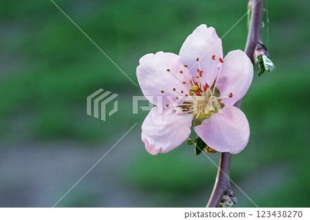 Branch of nectarine tree in the spring orchard. Branch of nectarine tree in the spring orchard. 123438270