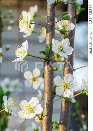 Flowering branch of a plum tree. The small flowers. 123438285