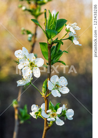 Flowering branch of a plum tree. The small flowers. 123438286