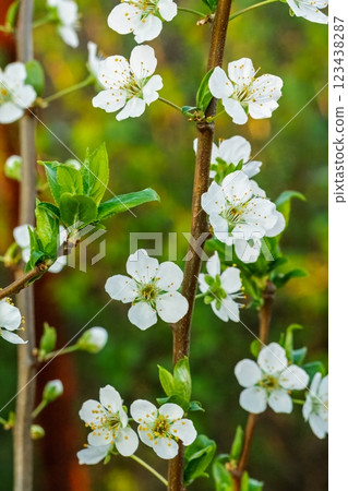 Flowering branches of a plum tree. The small leaves and flowers. 123438287
