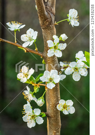 Flowering branch of a plum tree. The small flowers. 123438288