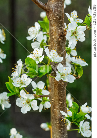 Flowering branch of a plum tree. The small flowers. Flowering branch of a plum tree. The small flowers. 123438289