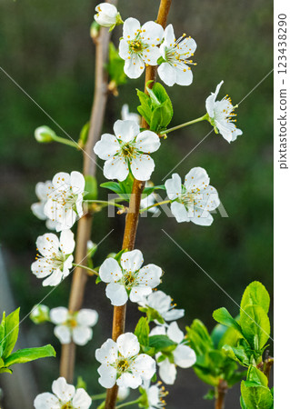 Flowering branches of a plum tree. The small leaves and flowers. 123438290