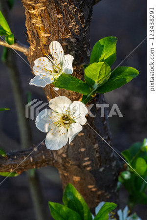 Flowering branch of a plum tree. The small flowers. Flowering branch of a plum tree. The small flowers. 123438291
