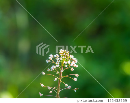 盛開的山薺菜03 盛開的山薺菜03 123438369