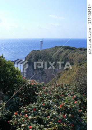 足折岬的山茶花盛開（高知縣土佐清水市） 123438414