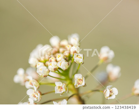 Close-up of shepherd's purse flower 01 Close-up of shepherd's purse flower 01 123438419