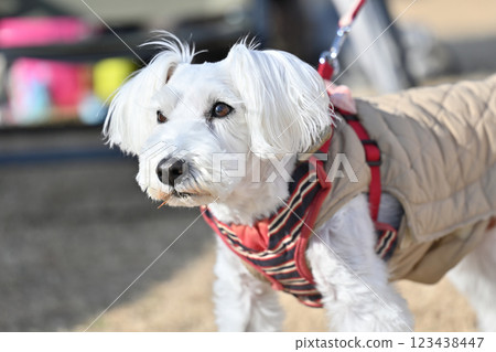 迷你雪納瑞戶外 123438447