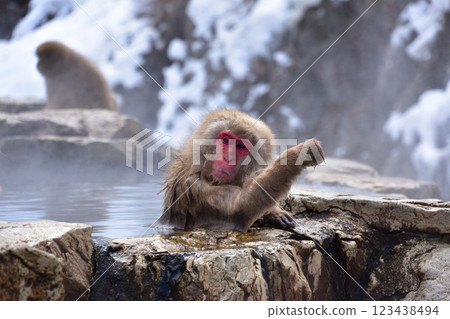Jigokudani Monkey Monkey Snow Monkey 123438494