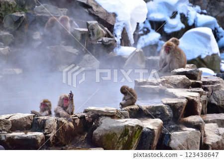 Jigokudani Monkey Monkey Snow Monkey Jigokudani Monkey Monkey Snow Monkey 123438647