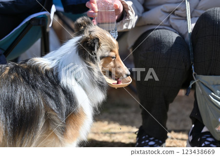 Sheltie drinking water (Shetland Sheepdog) Outdoors 123438669