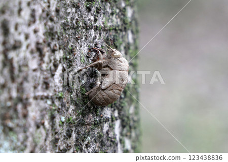 Small shell of a niisemi 123438836