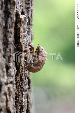 niisemi的小殼 niisemi的小殼 123438878