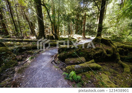 Franklin River Nature Trail in Tasmania Australia 123438901