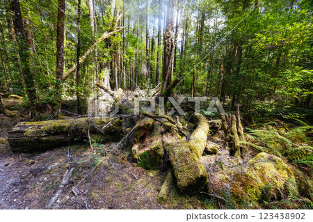 Franklin River Nature Trail in Tasmania Australia 123438902