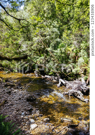 Franklin River Nature Trail in Tasmania Australia Franklin River Nature Trail in Tasmania Australia 123438906
