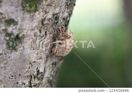 Small shell of a niisemi 123438946