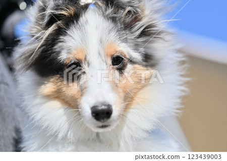 特寫:一隻小狗看著相機 喜樂蒂牧羊犬 (Sheltie) 特寫:一隻小狗看著相機 喜樂蒂牧羊犬 (Sheltie) 123439003