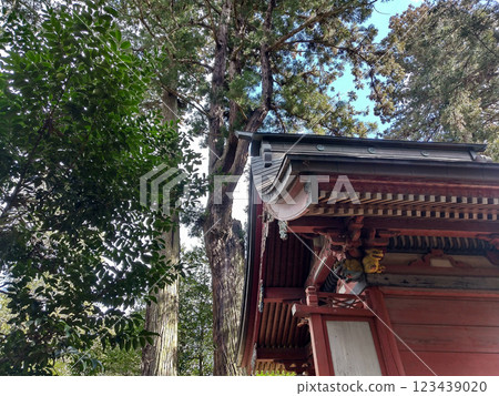 位於茨城縣水戶市飯富町的歷史古蹟大井神社，神社內有一對神聖的杉樹 123439020