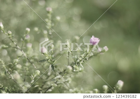 Single purple wildflower blooming amidst green foliage, captured with a dreamy bokeh effect. The blurred background creates a soft, ethereal atmosphere Single purple wildflower blooming amidst green foliage, captured with a dreamy bokeh effect. The blurred background creates a soft, ethereal atmosphere 123439182