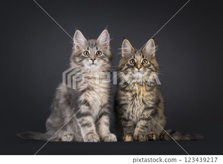 Maine Coon cat kittens on black background Maine Coon cat kittens on black background 123439217