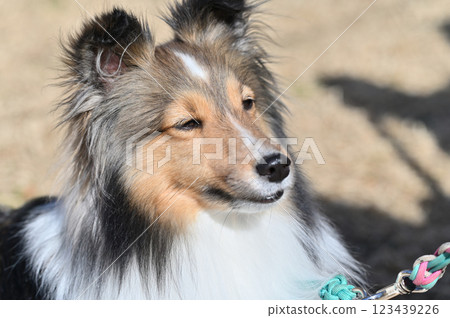 喜樂蒂牧羊犬散步 123439226