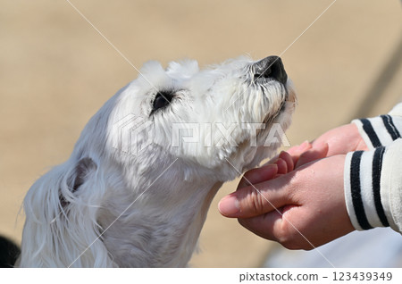 Miniature Schnauzer interacting with owner Miniature Schnauzer interacting with owner 123439349