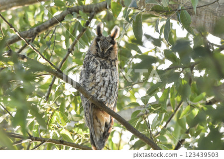 長耳鴞 長耳鴞 123439503