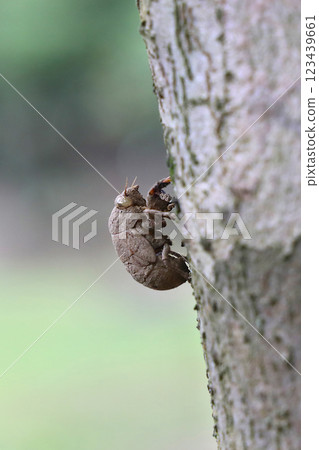 Small shell of a niisemi 123439661