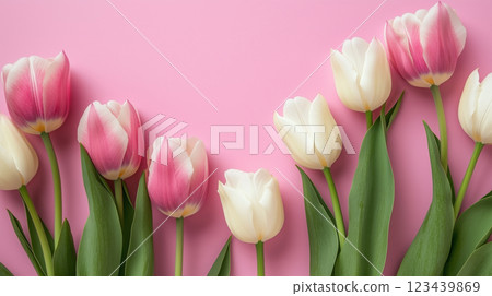 粉紅色背景的春季鬱金香 粉紅色背景的春季鬱金香 123439869