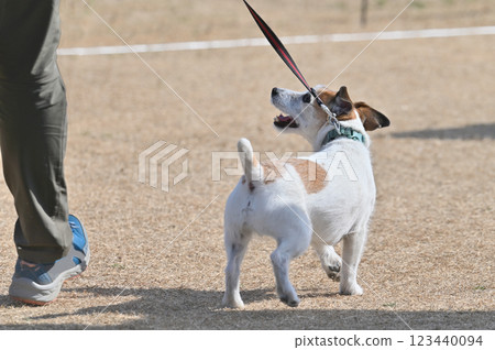 Jack Russell Terrier walking with woman 123440094