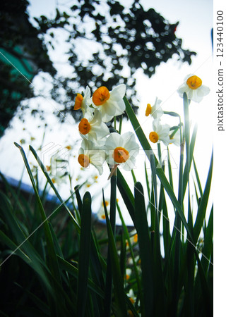 Daffodil flowers blooming in the field 123440100
