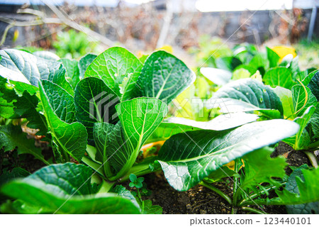 Lush green komatsuna growing in the field Lush green komatsuna growing in the field 123440101