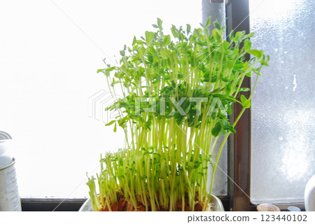 窗台上長出的豆芽 窗台上長出的豆芽 123440102