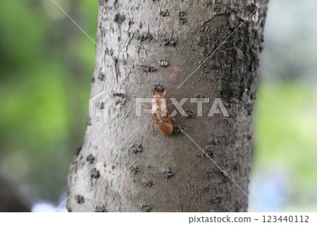 Cicada shell Cicada shell 123440112