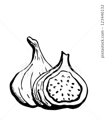 figs fruit vector sketch figs fruit vector sketch 123440132