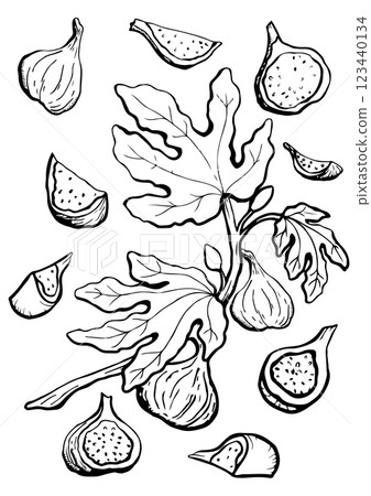 figs branch with fruit and leaf vector sketch figs branch with fruit and leaf vector sketch 123440134