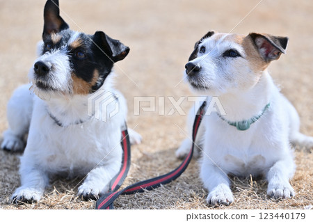 Fuse-mate, looking up and making eye contact, two Jack Russell terriers Fuse-mate, looking up and making eye contact, two Jack Russell terriers 123440179