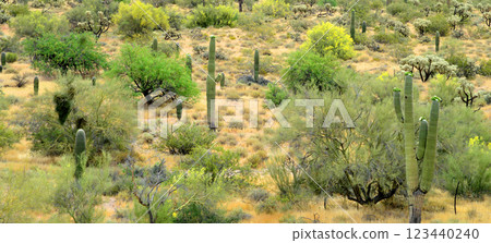 Central Sonora Desert Arizona 123440240